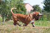 BASSET HOUND 221
